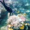 Aufgeheizte Weltmeere bedrohen Korallenriffe: Nächste Massenbleiche